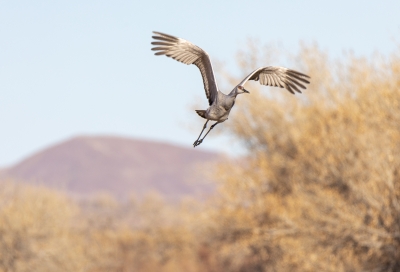 Sandhill Crane Bosque New Mexico Dec 2020